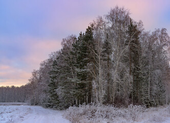 Winter evening in the forest. All pines and birches are covered with white frost due to severe frost. Beautiful sunset sky with shades of pink and yellow. Scene spotted and filmed in the Urals (Russia