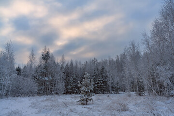 Winter evening in a forest glade near a mixed forest. A young pine covered with white frost is soloing. All pines and birches are covered with frost due to severe frost. A sky with shades of pink. 