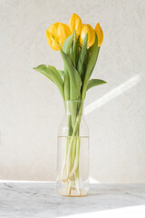 yellow tulips in a vase