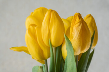 Fototapeta premium yellow tulips on a white background