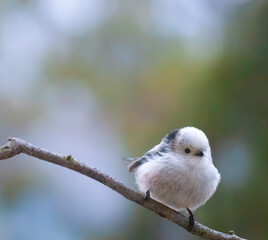 long-taled tit