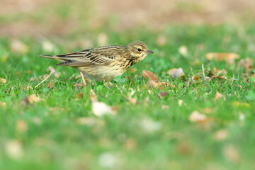 Boompieper, Tree Pipit, Anthus trivialis