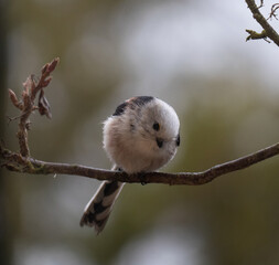 long-taled tit