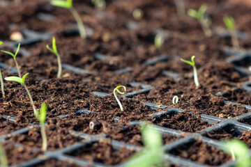 Seedlings of tomatoes. Sprout growing out of the ground