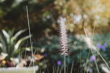 Beautiful white fountain grass plant with golden sunset in the evening.