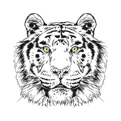 Vector image of a majestic tiger on a white background