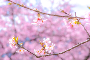 Obraz premium 【初春・早咲き桜】河津桜