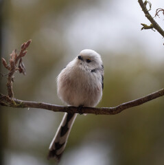 long-taled tit
