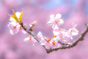 【初春・早咲き桜】河津桜