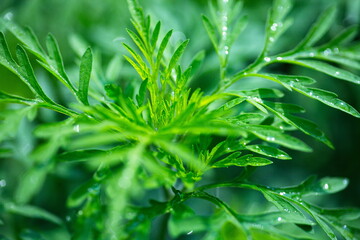 Beautiful green background for web design. Wallpaper. Nature.