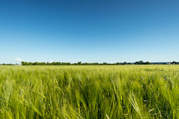 Landschaft mit grünem Getreidefeld und blauem Himmel