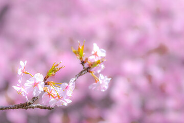 【初春・早咲き桜】河津桜