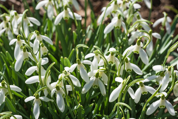 Blooming snowdrops in the spa gardens of Wiesbaden / Germany on a sunny spring day 