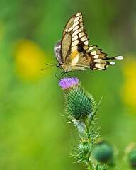 Swallowtail on thistle