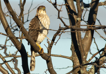 Red-tailed Hawk