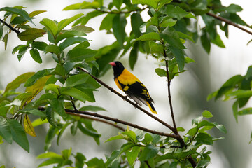 Black-hooded oriole perched on a tree branch
