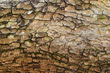 bark of a tree