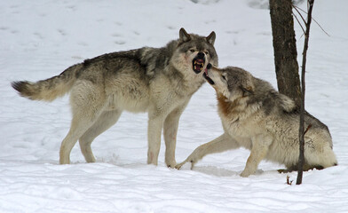 Timber Wolfs arguing