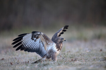 Buse variable Buteo buteo écartant les ailes