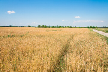 golden wheat field in summer