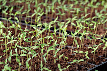 tomato sprouts grown in the greenhouse