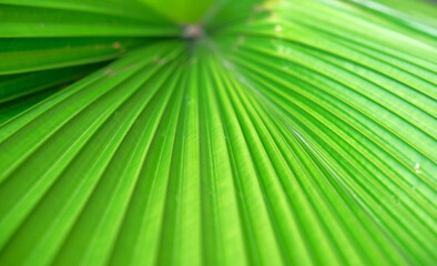 Background palm leaf. Close up detail Palm leaf texture