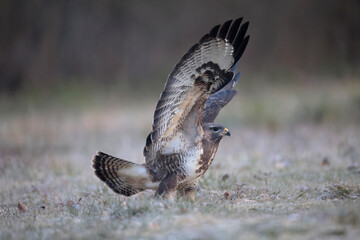 Buse variable Buteo buteo écartant les ailes