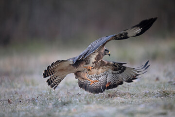 Buse variable Buteo buteo écartant les ailes