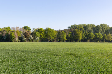 Getreidefeld mit Waldrand im Frühling
