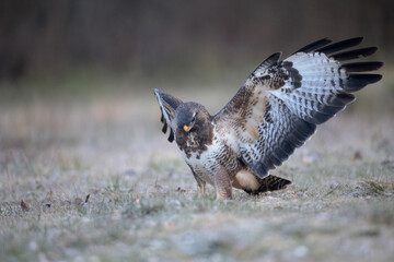 Buse variable Buteo buteo écartant les ailes