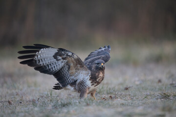 Buse variable Buteo buteo écartant les ailes