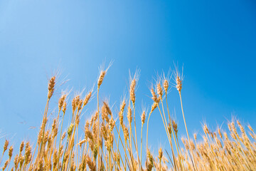 ears of wheat against blue sky