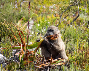 Chacma Baboon Eating