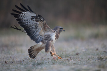 Buse variable Buteo buteo écartant les ailes