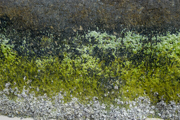 green moss on the rocks