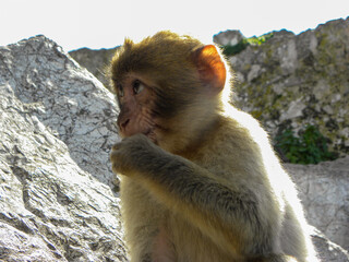 sitting monkey eating in gibraltar