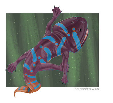 Sclerocephalus, an amphibian from 301 MYA