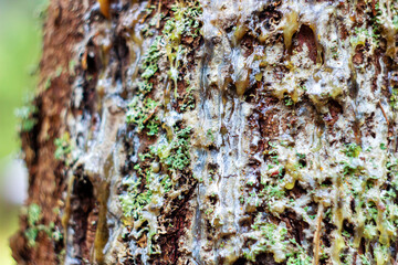 hardened resin on moss-covered bark