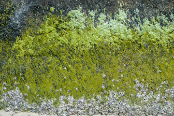 green moss on the stone