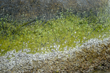 green moss on the stone