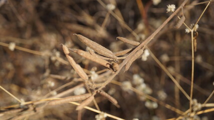 Wheat crop extreme closeup of the grain