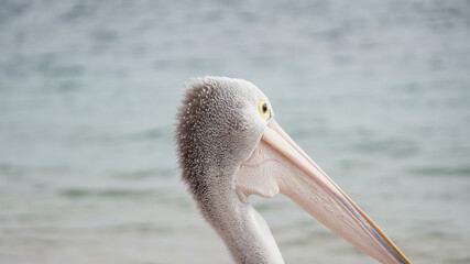 Pelikan bird on the beach of Monkey Mia in Western Australia.