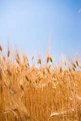 ears of wheat against blue sky