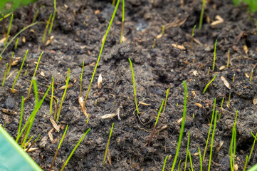 Grass growth in the spring. Young sprouts in the ground.