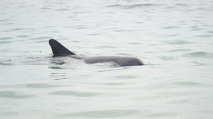 Dolphins on the beach of Monkey Mia in Western Australia.