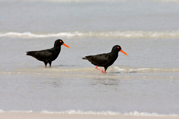 Afrikaanse Zwarte Scholekster, African Black Oystercatcher, Haematopus moquini