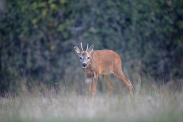 Chevreuil d'Europe Capreolus capreolus young male in close-up