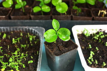Seedlings of tangerine and kiwi seeds in a plastic container with soil. Citrus sprouts.