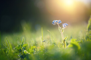 Wild blue flowers on the forest meadow at sunset. Macro image, shallow depth of field. Blurred nature background.