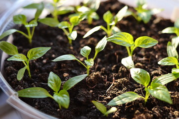 Young shoots are visible from the ground.